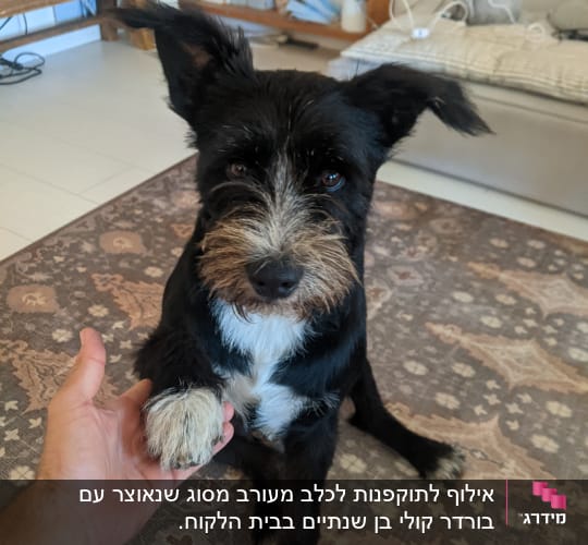 כלב לוחץ יד עם אדם על שטיח